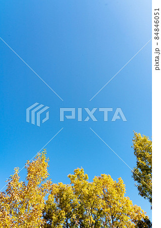 黄色く色づく初冬の広葉樹と真っ青な空のコピースペース 84846051