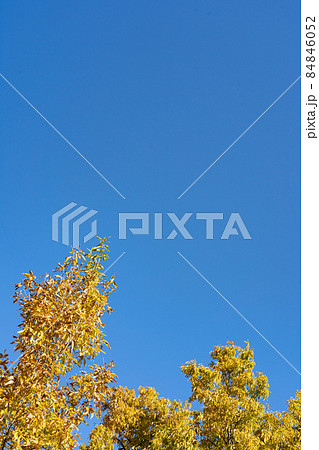 黄色く色づく初冬の広葉樹と真っ青な空のコピースペース 84846052