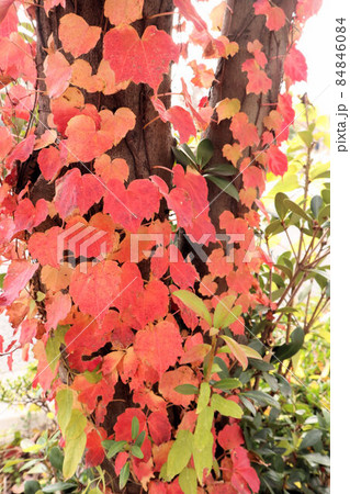 気に絡まる秋の蔦 気に絡まる秋の蔦 84846084