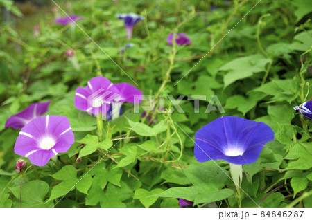 夏の花アサガオ 夏の花アサガオ 84846287