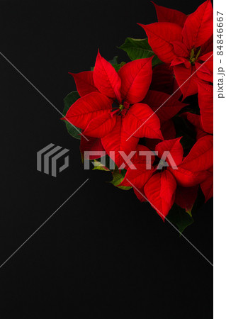 Christmas flower Poinsettia close up 84846667