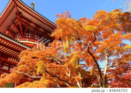 紅葉 成田山新勝寺 平和大塔 千葉県成田市 紅葉 成田山新勝寺 平和大塔 千葉県成田市 84846705