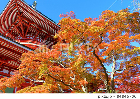 紅葉 成田山新勝寺 平和大塔 千葉県成田市 紅葉 成田山新勝寺 平和大塔 千葉県成田市 84846706
