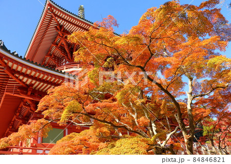 紅葉　成田山新勝寺　平和大塔　千葉県成田市 84846821