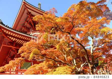 紅葉　成田山新勝寺　平和大塔　千葉県成田市 84846823