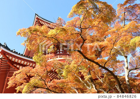 紅葉 成田山新勝寺 平和大塔 千葉県成田市 紅葉 成田山新勝寺 平和大塔 千葉県成田市 84846826