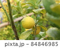 雨に濡れたレモン（庭木） 84846985