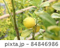 雨に濡れたレモン（庭木） 84846986