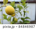 雨に濡れたレモン（庭木） 84846987