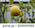 雨に濡れたレモン（庭木） 84846988
