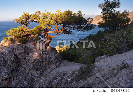 Old tree on a rock by the sea Old tree on a rock by the sea 84847316