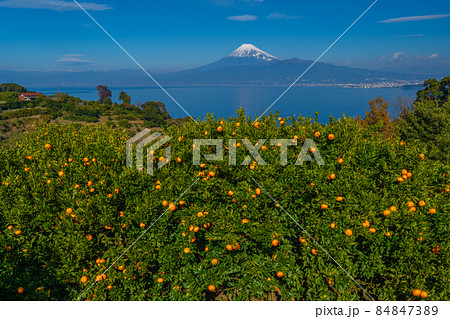 沼津のみかん　富士山と駿河湾とみかん畑 84847389