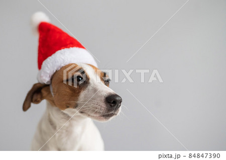 Portrait of a dog jack russell terrier in a santa claus hat on a white background. Christmas greeting card 84847390