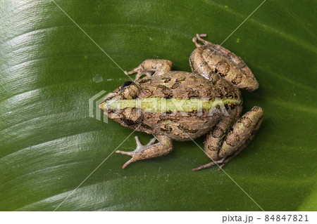 Image of brown frog on green leaves. Pelophylax ridibundus. Animal. Amphibians. 84847821