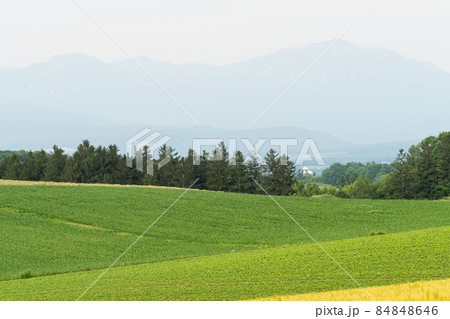 6月の美瑛の風景 84848646