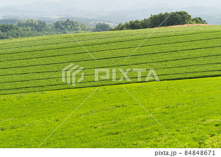 6月の美瑛の風景 6月の美瑛の風景 84848671