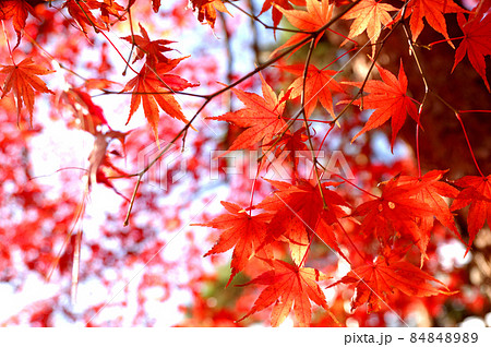 秋の風物詩 紅葉 秋の風物詩 紅葉 84848989