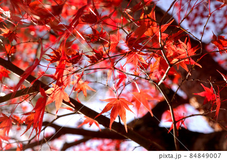 秋の風物詩　紅葉 84849007