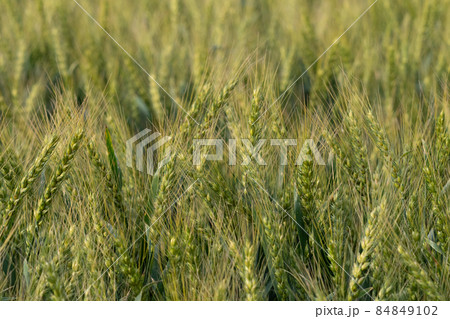 美瑛の麦畑 84849102