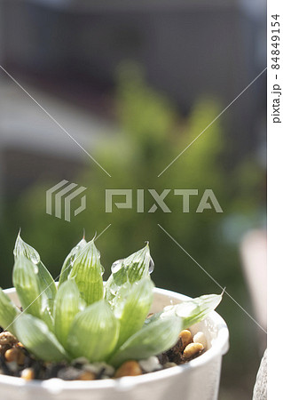 水やり後に日光を反射してキラキラ光る多肉植物の写真素材
