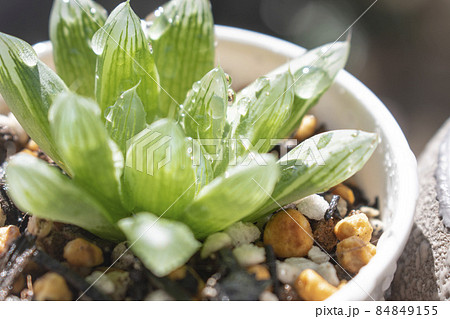 水やり後に日光を反射してキラキラ光る多肉植物の写真素材