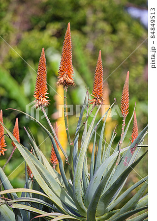 アロエベラの花の写真素材
