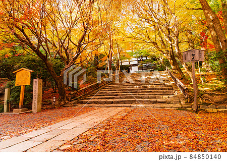 散り紅葉の参道　龍安寺 84850140