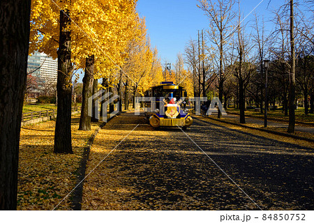 大阪城公園 イチョウ9 大阪城公園 イチョウ9 84850752