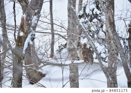 明るい時間に出会えた野生のシマフクロウ(北海道) 明るい時間に出会えた野生のシマフクロウ(北海道) 84851175