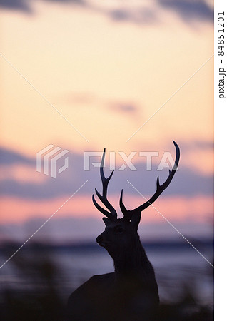 夕焼け空とオスのエゾシカ(北海道) 夕焼け空とオスのエゾシカ(北海道) 84851201