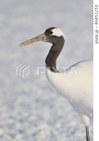 給餌場にたたずむタンチョウ（北海道・鶴居） 84851250
