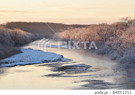 朝日に染まる樹氷に包まれたタンチョウのねぐら(北海道・鶴居) 朝日に染まる樹氷に包まれたタンチョウのねぐら(北海道・鶴居) 84851251