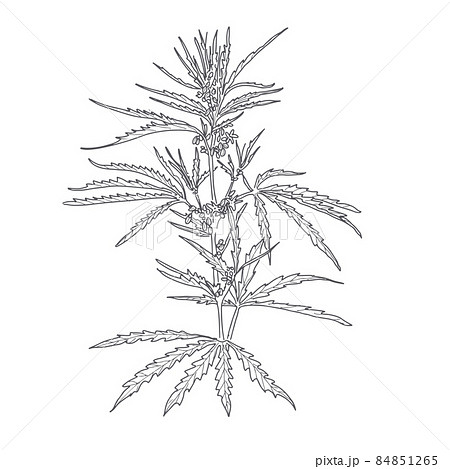 Hemp, cannabis leaves and stems Hemp, cannabis leaves and stems 84851265