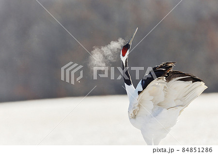天を仰いで鳴くタンチョウ（北海道） 84851286