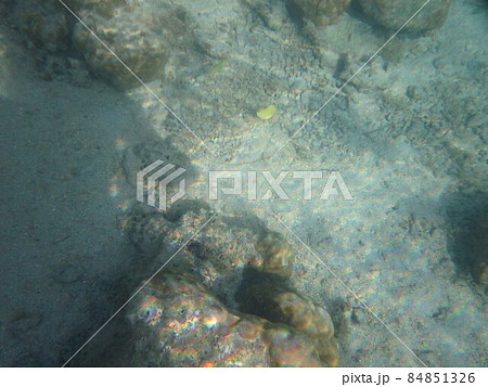 モーレア島の海の世界 モーレア島の海の世界 84851326