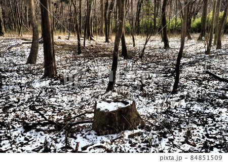 雪が降り始めた森と切り株 84851509