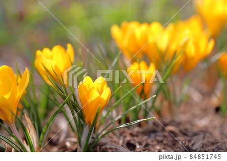 黄色い花（クロッカス） 84851745