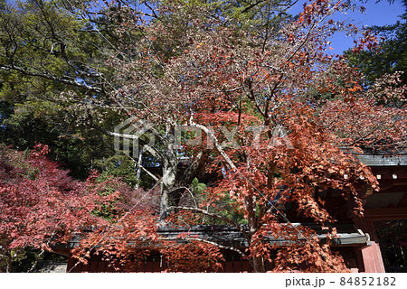 紅葉と和気公霊廟 神護寺 紅葉と和気公霊廟 神護寺 84852182