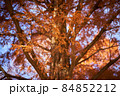紅葉したメタセコイアの木 84852212