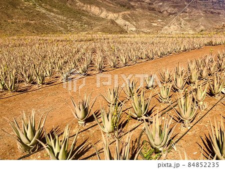 Aloe vera farm on Grand Canaria, orange land 84852235