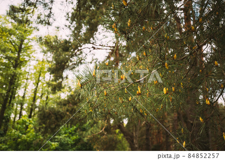 Fresh Small Spring Cones On Pine Tree In Forest 84852257