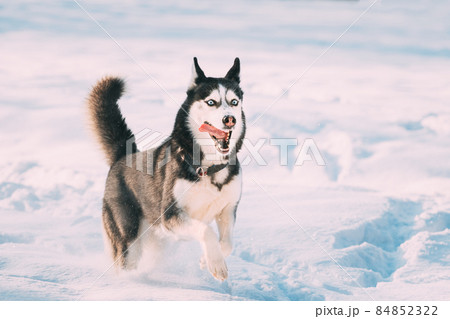 Funny Happy Siberian Husky Dog Running Outdoor In Snowy Park At Sunny Winter Day. Smiling Dog. Active Dog Play In Snowdrift. Playful Pet Outdoors At Winter Season In Snow 84852322