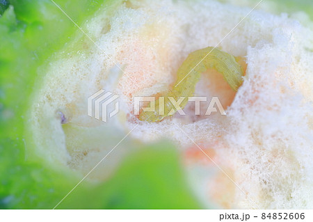 ゴーヤに食害する虫（ウリノメイガ、ワタヘリクロノメイガ） 84852606