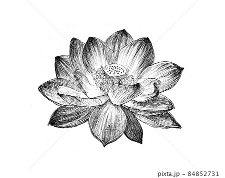 鉛筆画 花の蕾 モノクロ アート作品 精密描写の蓮の花のボタニカルアートのイラスト素材 [84852731] - PIXTA