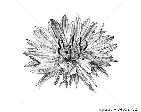 精密描写のヤグルマギクのボタニカルアートのイラスト素材 [84852732