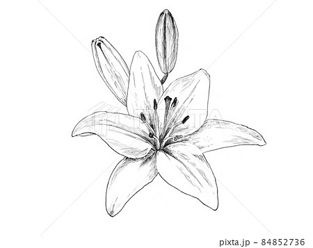 【絵画】ボタニカルアート「はまゆり」　原画 絵画】ボタニカルアート「はまゆり」 原画 植物画 #ボタニカル