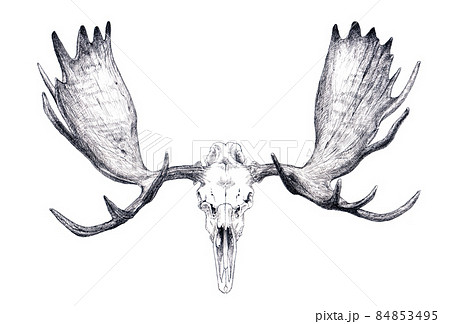 世界最大の鹿ヘラジカを精密描写で線画のイラスト素材