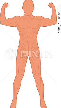 人体筋肉図 前面 のイラスト素材