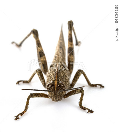Anacridium aegyptium in studio Anacridium aegyptium in studio 84854189