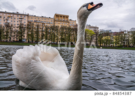 Graceful white swan swim in the pond in city park. Graceful white swan swim in the pond in city park. 84854387
